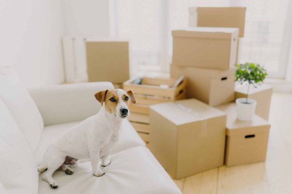 Comment porter des tops à encolure Bardot sans compromettre le confort ?